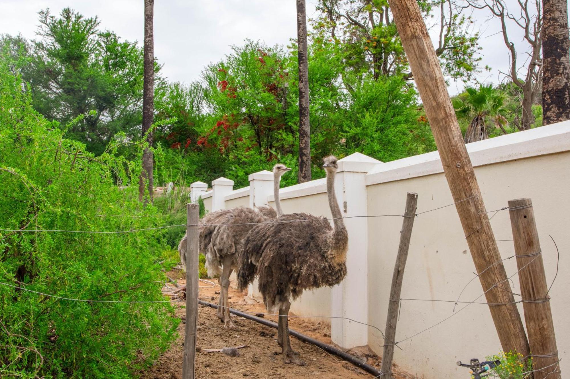 Bakenskraal Ostrich Palace Оудсхорн Екстериор снимка